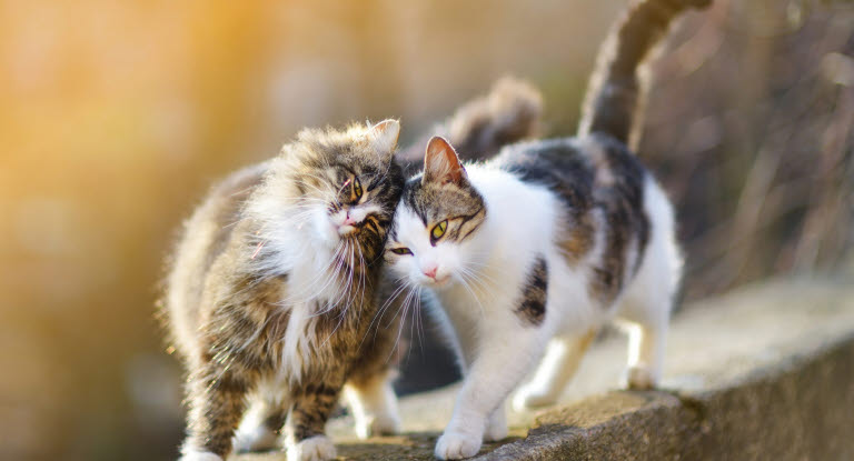 Deux chats qui se frottent la tête