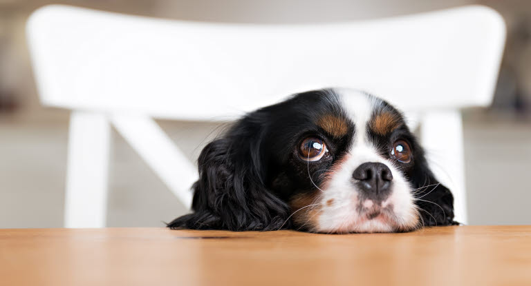 chien abattu tête sur la table