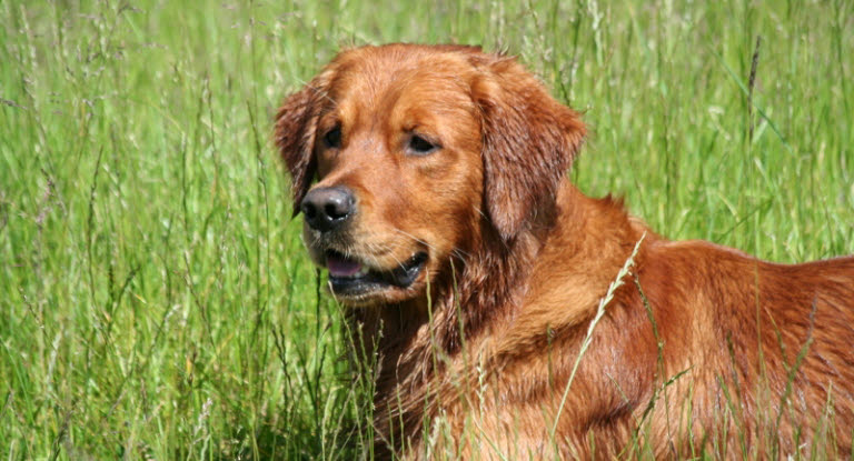 Chien allongé dans les herbes hautes 