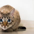 Chat yeux bleus fixant l'objectif