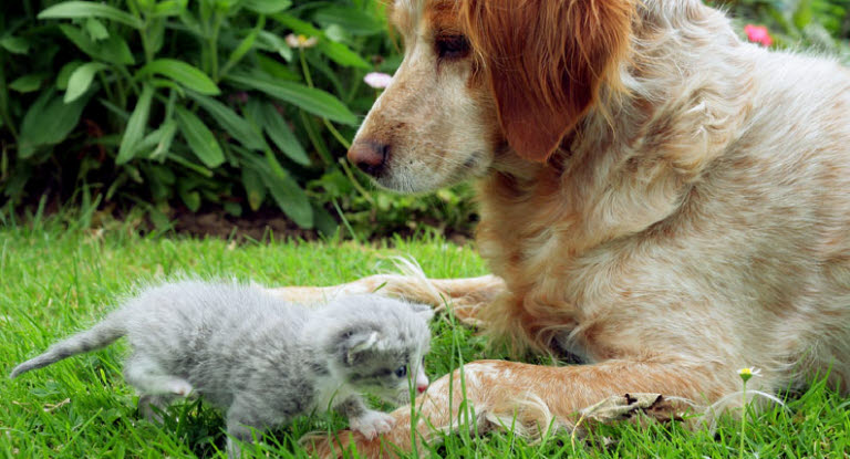 Chien et chaton dans l'herbe