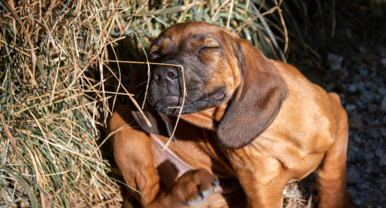 Un chien entrain de se gratter près d'une botte de paille