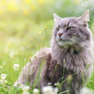 Chat dans un champ sous le soleil