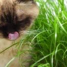 Le chat se lèche le museau près de l'herbe à chat