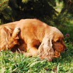 Un chien couché dans l'herbe entrain de se gratter avec la patte arrière
