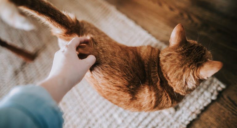 Chat roux vu du dessus entrain de se faire gratter le dos