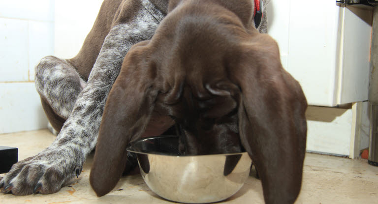 Un chien le nez dans sa gamelle