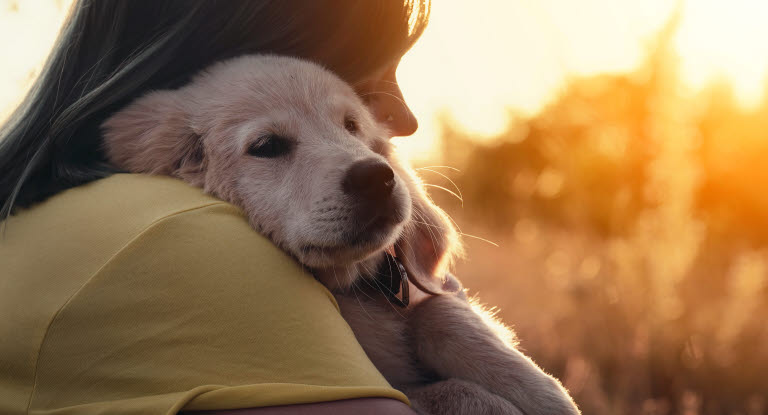 Chiot dans les bras d'une femme