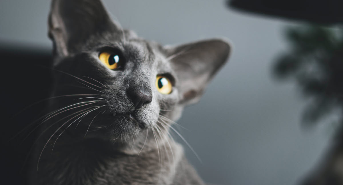 Otite Externe Chez Le Chat Agria Assurance Pour Animaux