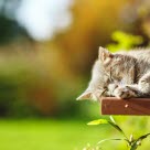 Un chat gris dormant sur un banc à l'extérieur