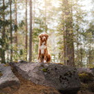 Chien dans les bois