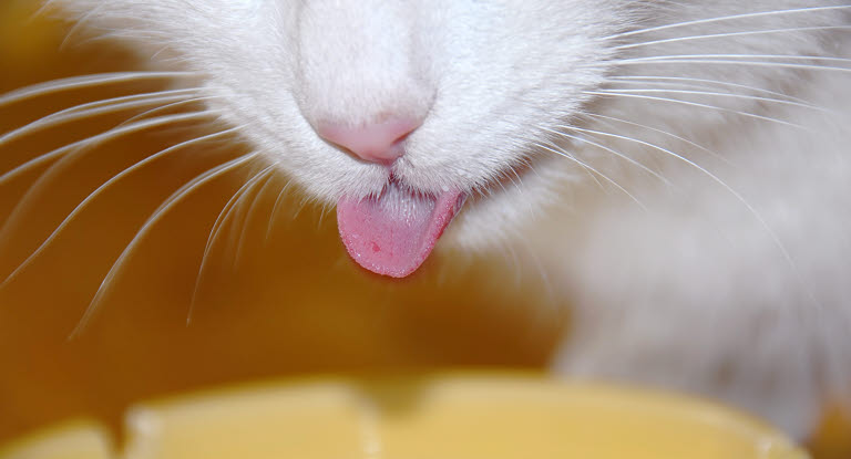 Chat blanc langue dehors s'apprête à boire du lait