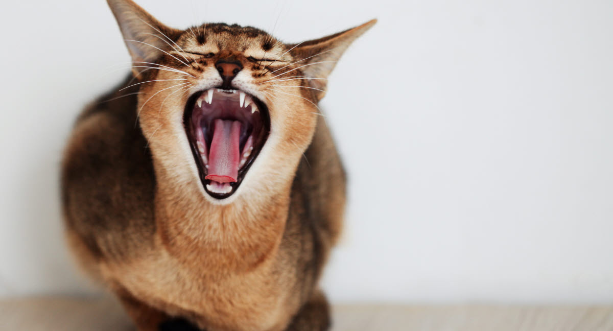 Resorption Dentaire Chez Les Chats Agria Assurance Pour Animaux