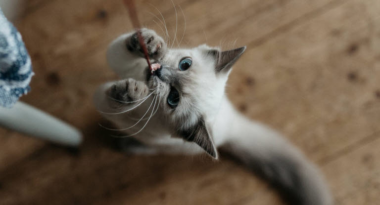 Chat qui joue avec une ficelle