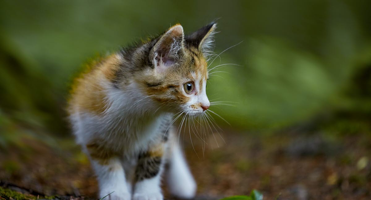 European Shorthair Agria Assurance Pour Animaux