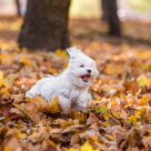 chien blanc court dans les feuilles d'automne
