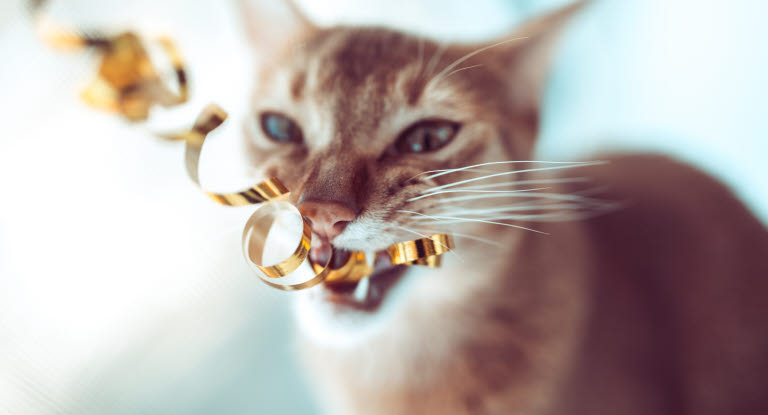 Les chats qui mâchent les rubans des cadeaux peuvent être dangereux