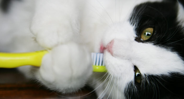 chat noir et blanc avec une brosse à dent 