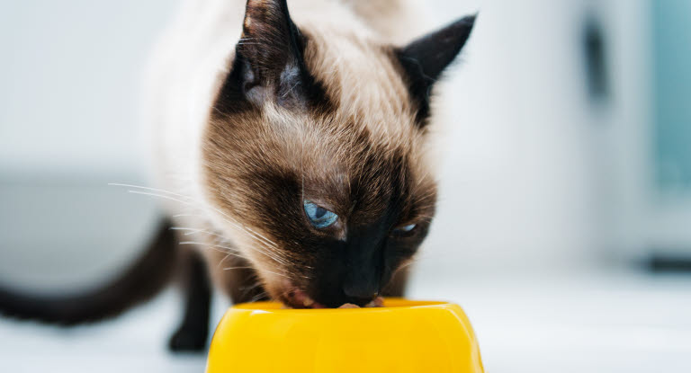 Un chat entrain de manger dans sa gamelle