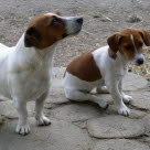 Deux petits chiens dont l'un est assis et semble souffrir