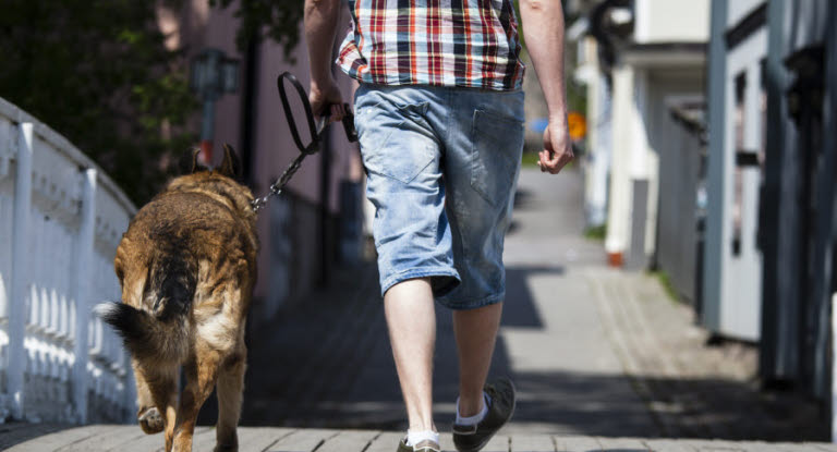 Un chien marchant au pied de son maître