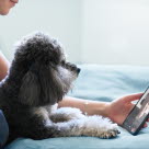 Un chien regarde un film avec sa maîtresse