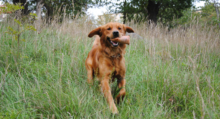 Un chien courant dans l'herbe