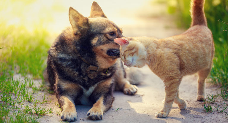 chien et chat câlin