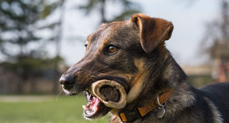 Quels os de viande pour mon chien ? - Agria Assurance pour animaux