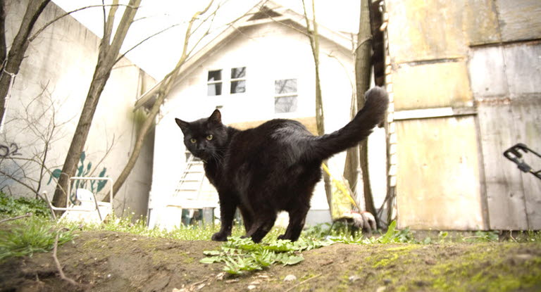 Pourquoi Le Chat Fait Il Le Dos Rond Agria Assurance Pour Animaux Pourquoi Le Chat Fait Il Le Dos Rond Agria Assurance Pour Animaux