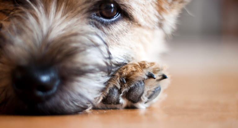 Chien couché avec la patte au-dessous du museau