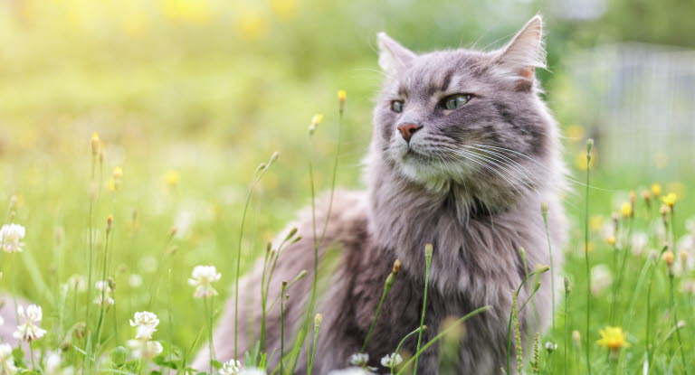 Protegez Votre Chat Des Coups De Chaleur Agria Assurance Pour Animaux