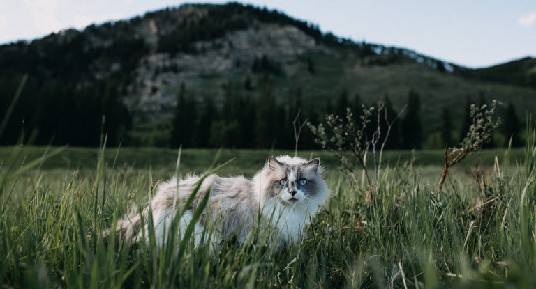 Un chat dans les herbes hautes regardant fixement l'objectif