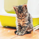 Un chaton devant son bac à litière l'air triste