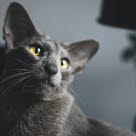 Chat gris grandes oreilles