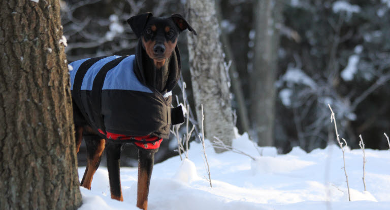 Chien pinscher avec un blouson