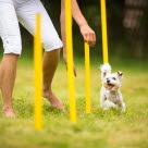 Petit chien qui pratique l'agility