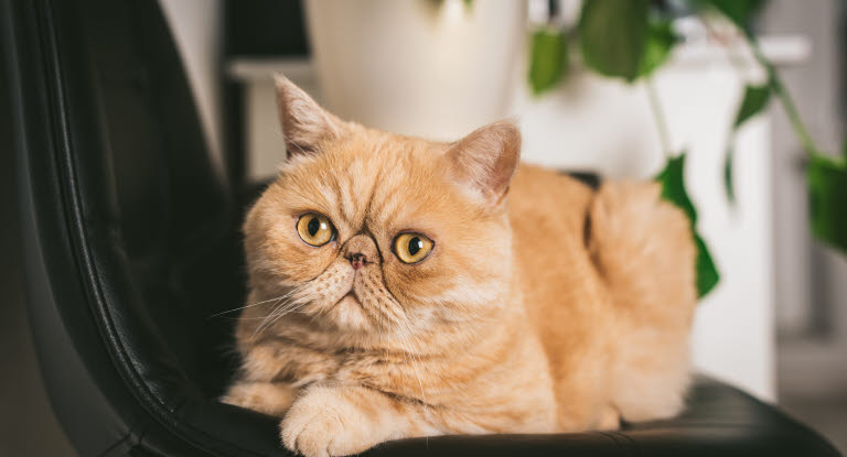 exotic shorthair roux