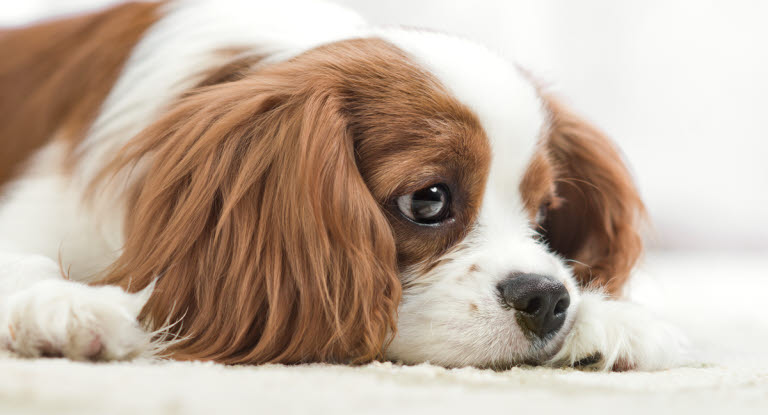 Chien couché qui paraît triste