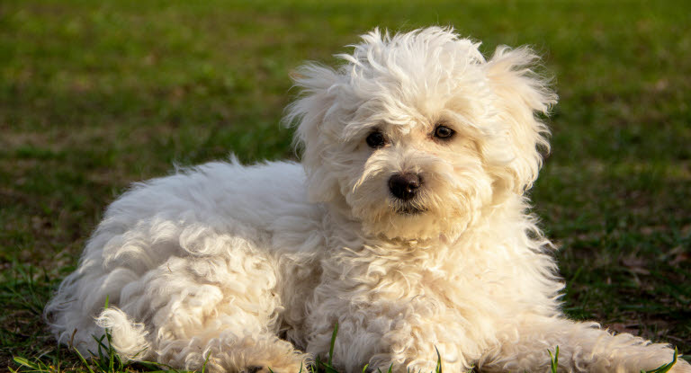 Bichon Bolonais blanc