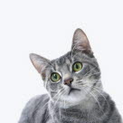 Un chat gris avec de grands yeux verts et de longues vibrisses