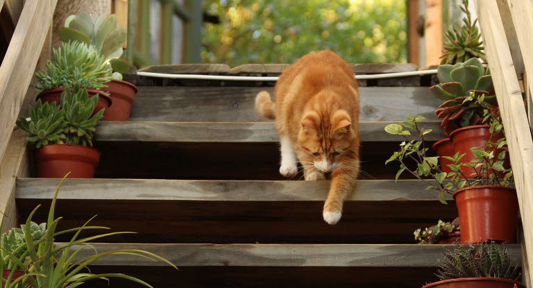 chat roux descendant les marche du jardin