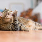 Chat se léchant la patte