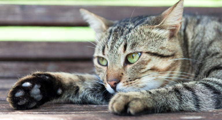 Un chat tigré allongé sur le ventre les oreilles écartées