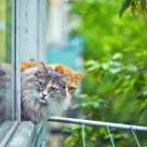 Deux chats se penchant à la fenêtre