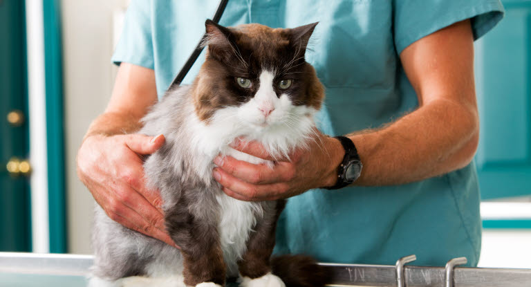 Un chat se faisant examiné par un vétérinaire