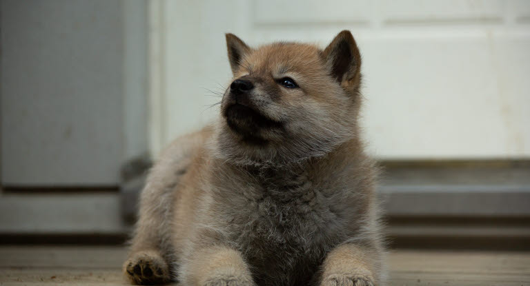 chiot hokkaido