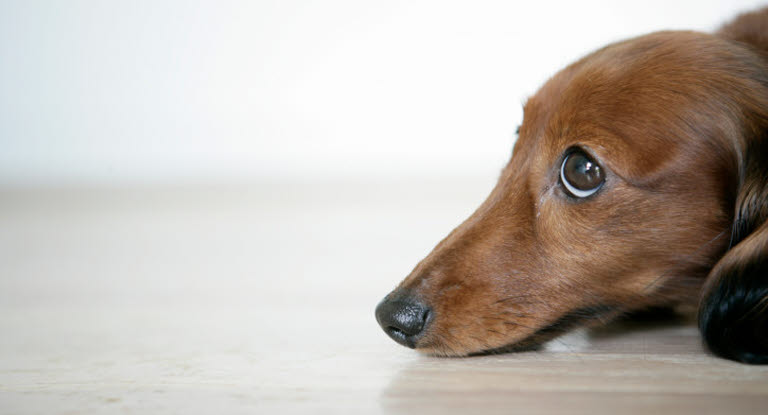 chien yeux inquiets tête posée sur le sol