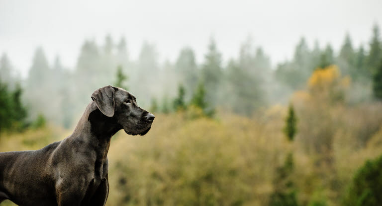 Dogue Allemand noir