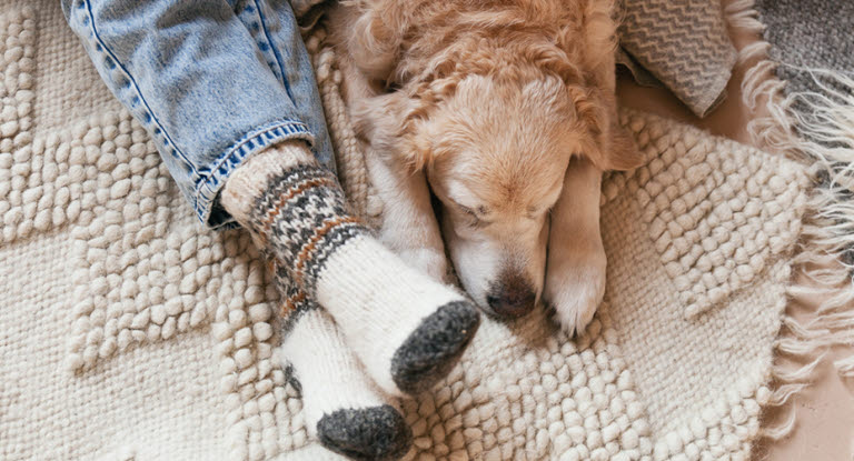Chien qui se couche sur le sol